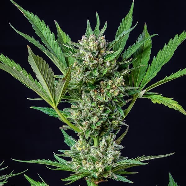 Royal Queen Seeds Seminte de canabis Royal Dwarf Auto