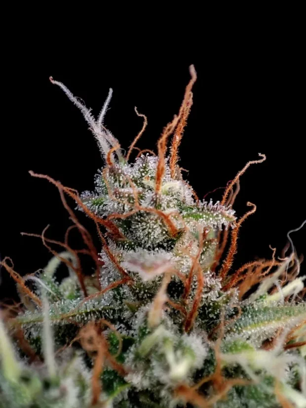 Fast Buds Sjemenke konoplje Guava Auto