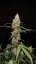 Fast Buds Sjemenke Kanabisa Critical Auto