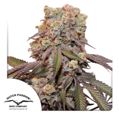 Dutch Passion Kanapių sėklos Auto Candy Bubatz XL® Autoflowering
