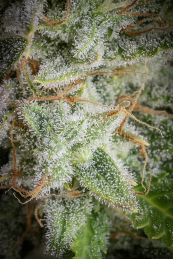 Fast Buds Sjemenke konoplje Orange Sherbet Auto