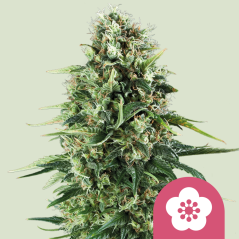 Royal Queen Seeds Seminte de canabis Power Flower feminizate