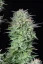 Fast Buds Sjemenke konoplje Košer kolač Auto
