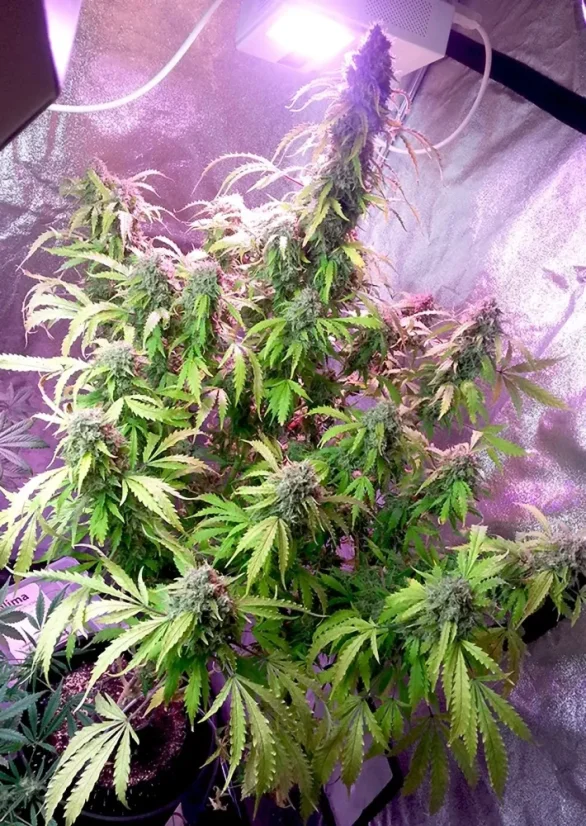 Dutch Passion Cannabisfrön Auto Daiquiri Lime® Autoflowering