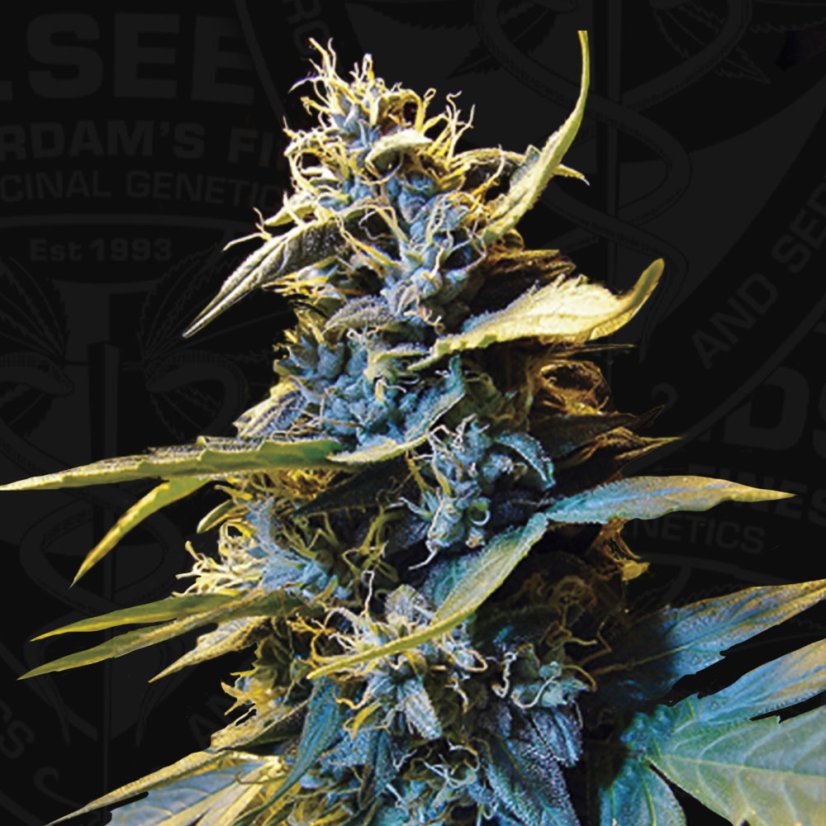 T.H.Seeds™ Seminte de canabis Auto Northern HOG™, pachet 6+1, feminizate