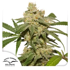Dutch Passion Seminte de canabis Auto Oh My Gusher® Autoflowering