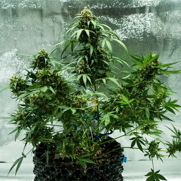 Royal Queen Seeds Seminte de canabis Royal Dwarf Auto
