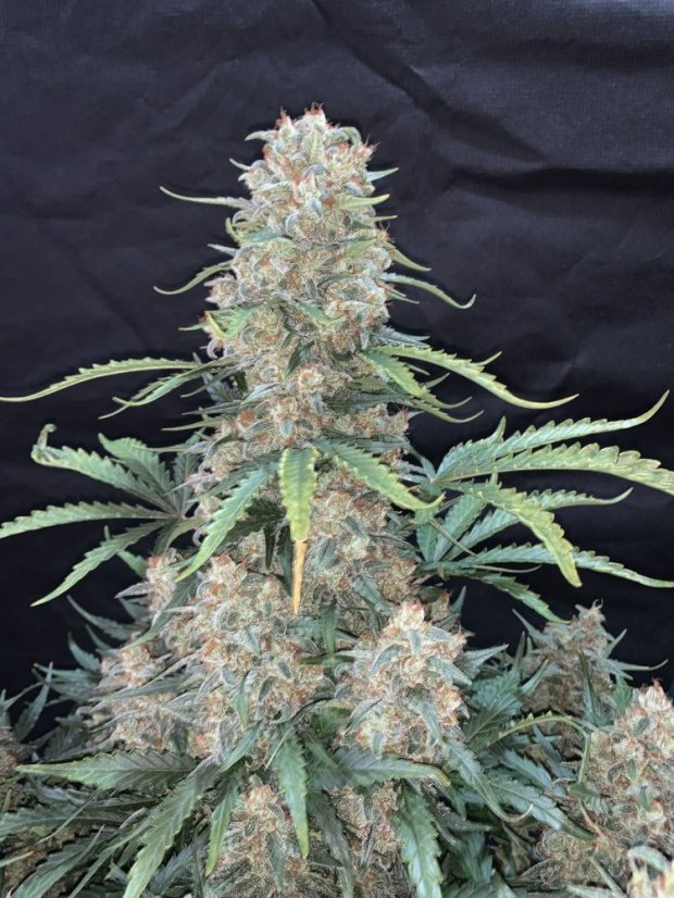 Semințe de canabis Fast Buds Afghan Kush Auto