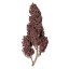 Royal Queen Seeds Cannabis Seeds Purplematic Auto (korkea CBD)