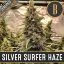 Blimburn Seeds Semena konoplje Silver Surfer Haze Feminized