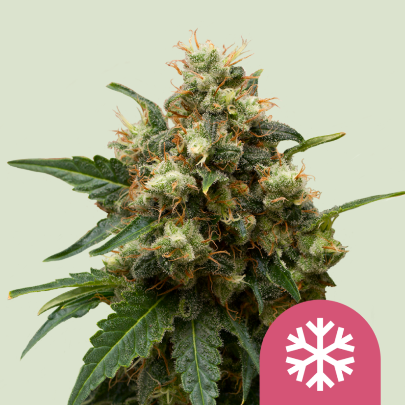 Royal Queen Seeds Semințe de canabis Ice feminizate