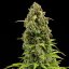Royal Queen Seeds Seminte de canabis Diesel Auto