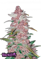Fast Buds Kanapių sėklos Blackberry Auto