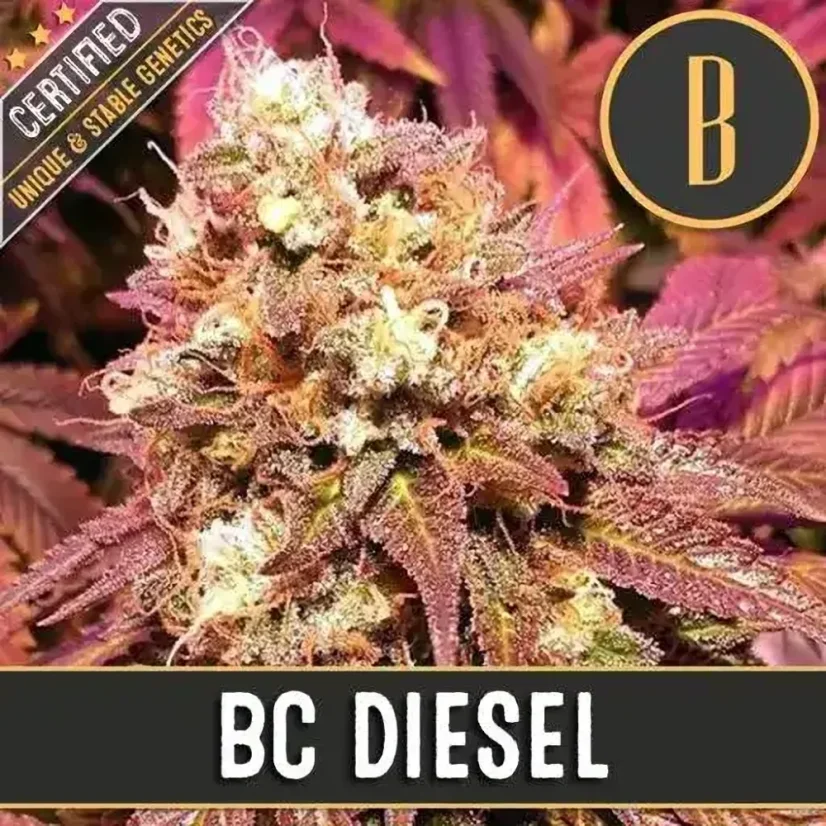 Blimburn Seeds Sementes de Cannabis BC Diesel Feminizadas