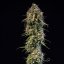 Royal Queen Seeds Seminte de canabis Haze Berry Auto