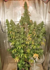 Dutch Passion Насіння конопель Auto Xtreme® Autoflowering