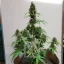 Blimburn Seeds Cannabis Seeds AK Auto