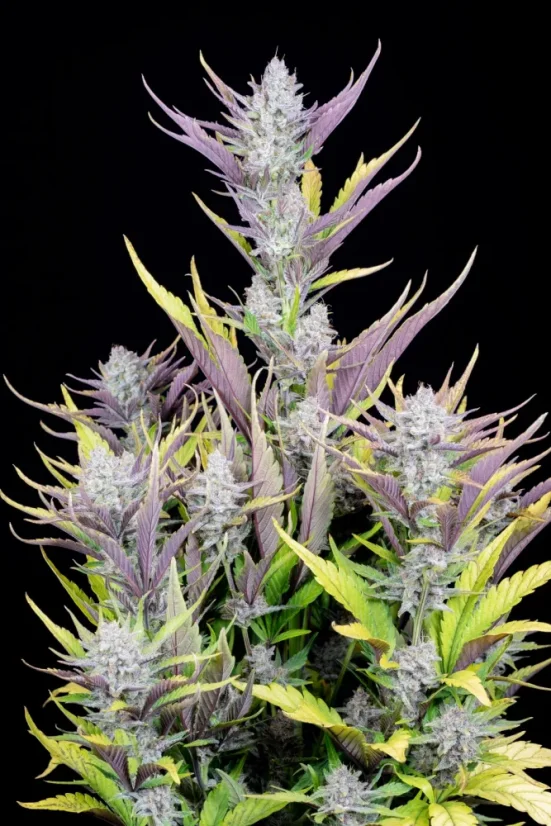 Fast Buds Sjemenke kanabisa Ljepilo za vjenčanja Auto