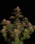 Fast Buds Sjemenke konoplje Purple Lemonade FF