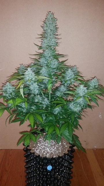 Fast Buds Sjemenke konoplje G14 Auto