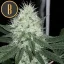 Blimburn Seeds Cannabis Seeds Chemdog #4 Nőiesített