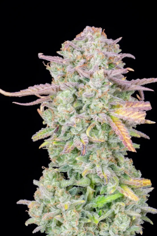 Fast Buds Cannabis Seeds Trainwreck Auto