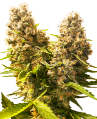 Sensi Seeds Seminte de canabis Banana Kush Cake Automatic feminizate, 3-10 buc
