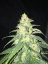 T.H.Seeds™ Cannabis Seeds SAGE™ CBD, 5+1 pakkaus, feminisoitu