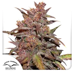 Dutch Passion Seminte de canabis CBD Auto Blackberry Kush® Autoflowering