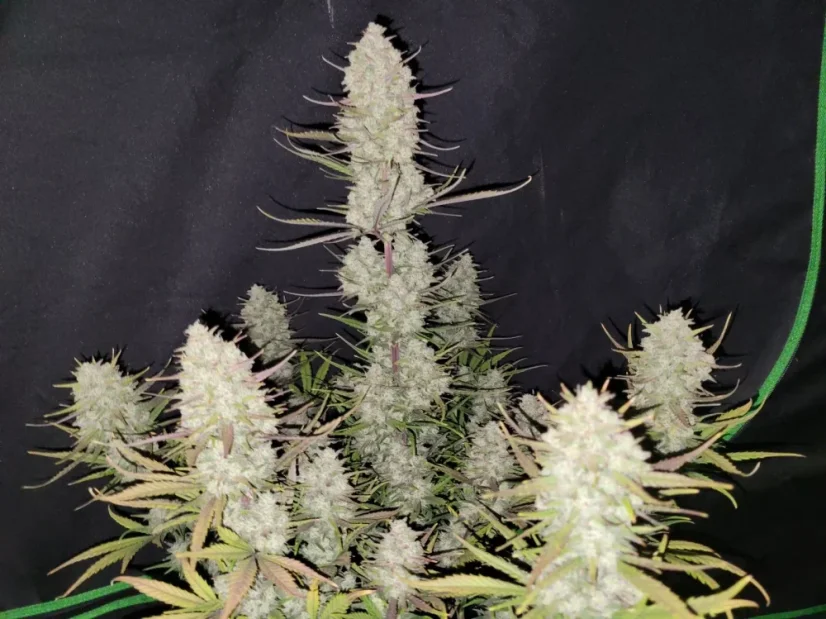 Fast Buds Biji Ganja Kue Tropicana Otomatis