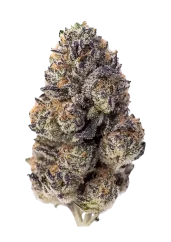 Fast Buds Sementes de Cannabis Papaya Sherbet Feminizadas
