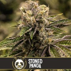 Blimburn Seeds Semena konoplje Stoned Panda Feminized