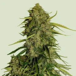Royal Queen Seeds Semillas de cannabis Atlas F1 Auto