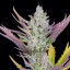 Fast Buds Sjemenke kanabisa Ljepilo za vjenčanja Auto