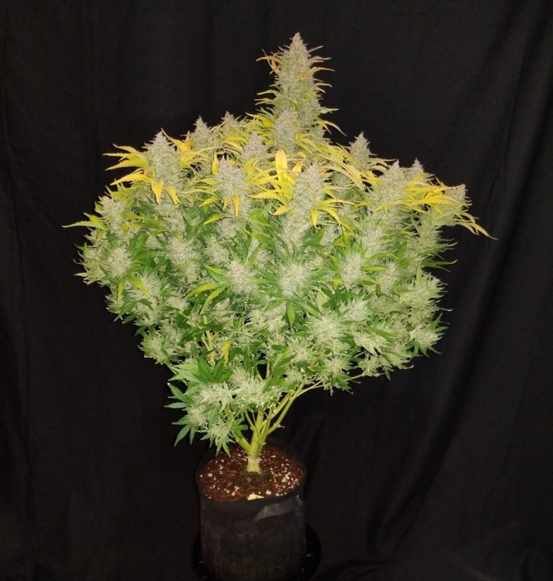Fast Buds Насіння канабісу Rhino Ryder Auto