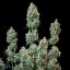 Royal Queen Seeds Seminte de canabis Sherbet Queen Auto