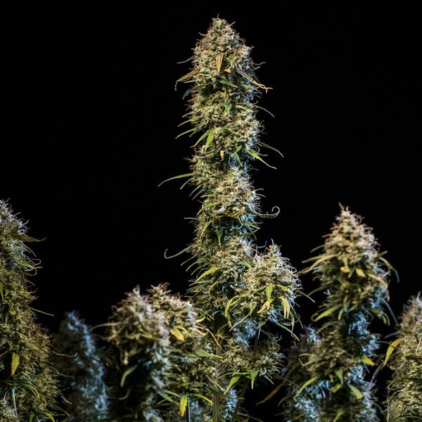 Royal Queen Seeds Seminte de canabis Haze Berry Auto