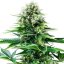 Royal Queen Seeds Seminte de canabis Power Flower feminizate