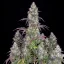 Fast Buds Sjemenke konoplje Lemon Pie Auto