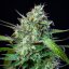 Royal Queen Seeds Seminte de canabis Mimosa Auto