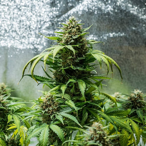 Royal Queen Seeds Seminte de canabis Green Gelato Auto