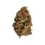 Royal Queen Seeds Cannabis Seeds Stress Killer Auto (korkea CBD)