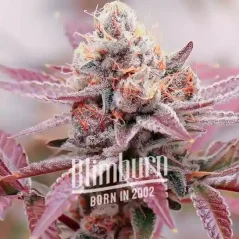 Blimburn Seeds Seminte de canabis Glookies Auto