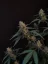 Fast Buds Biji Ganja BubbleGum Auto