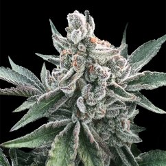 Silent Seeds Semi di cannabis Polar Gelato Auto di Sherbinskis