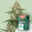 Canntropy Seeds Mango Cookies (Feminizirani)