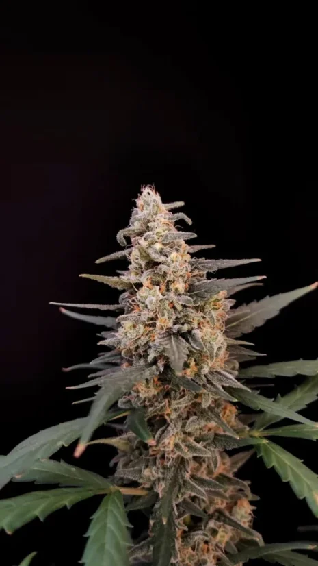 Fast Buds Sjemenke Kanabisa Critical Auto