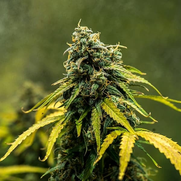 Royal Queen Seeds Seminte de canabis Royal Haze Auto