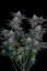 Fast Buds Sjemenke konoplje Gorilla Cookies FF