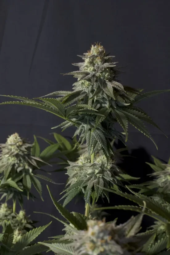 Fast Buds Sjemenke kanabisa Narančasti šerbet FF